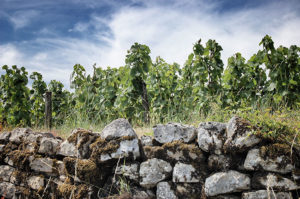 Cote de Nuits - Vines and wall