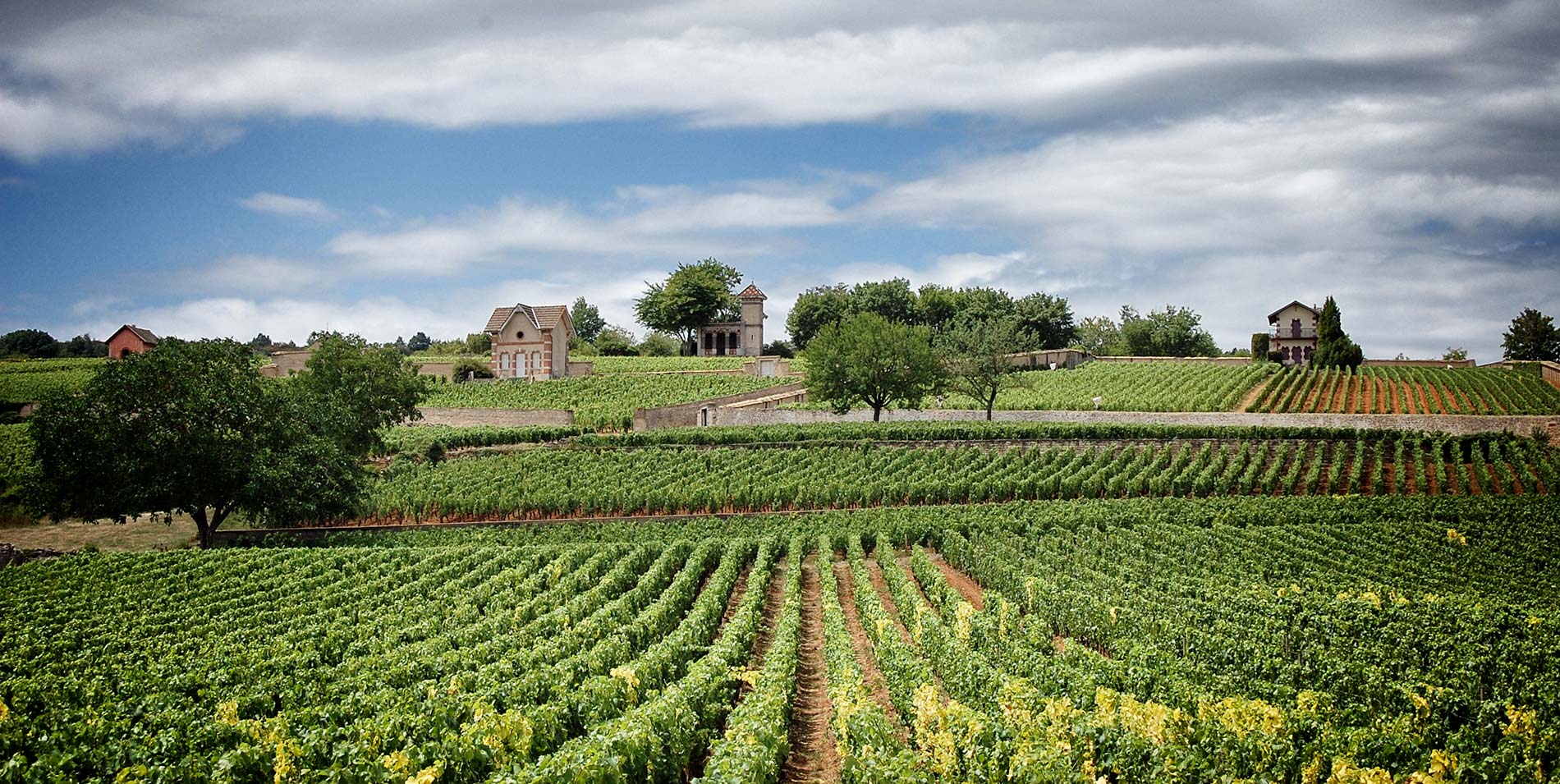 Cote de Beaune vineyard