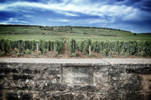 La Tache vineyard owned by Domaine Romanée Conti