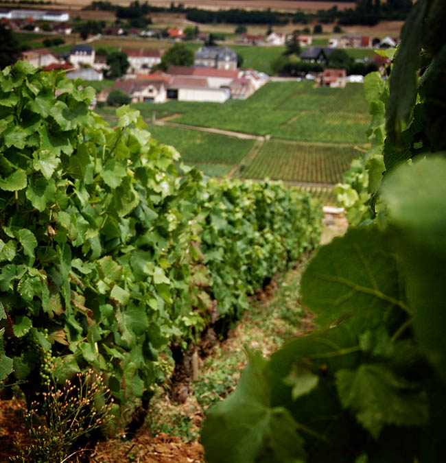 Photos from the Cote de Nuits
