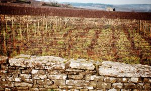 Les Teurons premier cru vineyard looking north