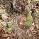 Beaune Greves mossy growth on old vine