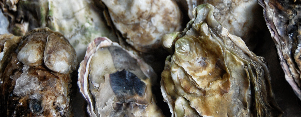 How To Shuck Oysters; Wine Pairing Ideas