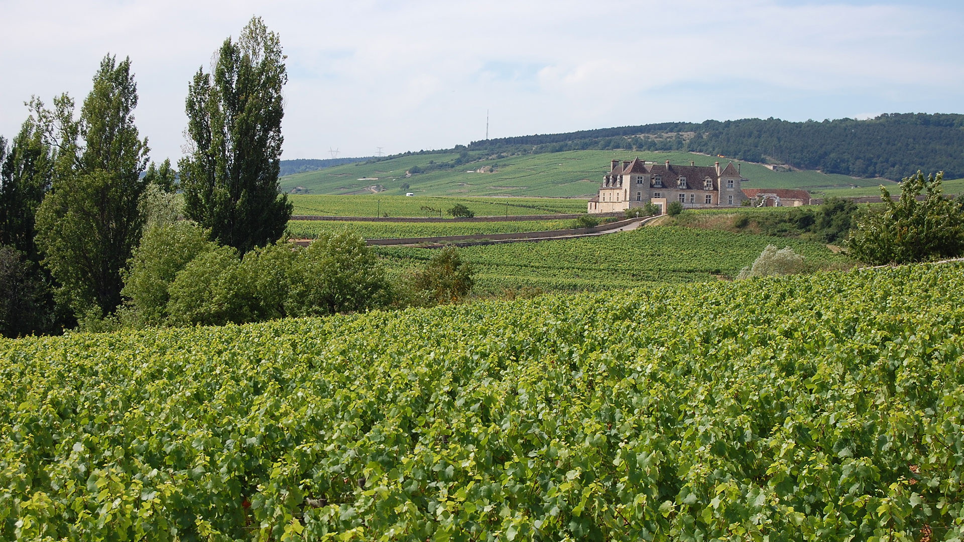 Zoom Backgrounds – Burgundy Vineyards, Paris and the French Countryside