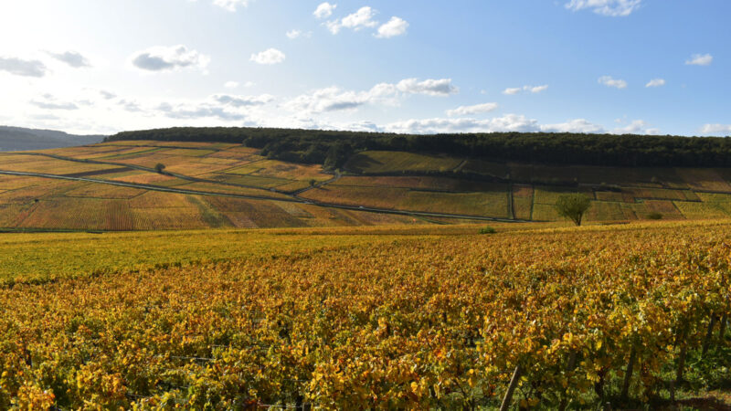 Côte de Beaune vineyards showing the slope and village appellations — Burgundy, France