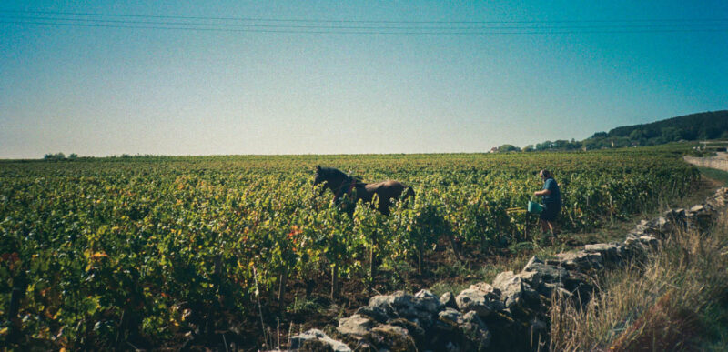 Meursault Vineyard in the Cote de Beaune France