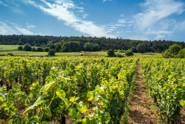Gevrey-Chambertin in Summertime