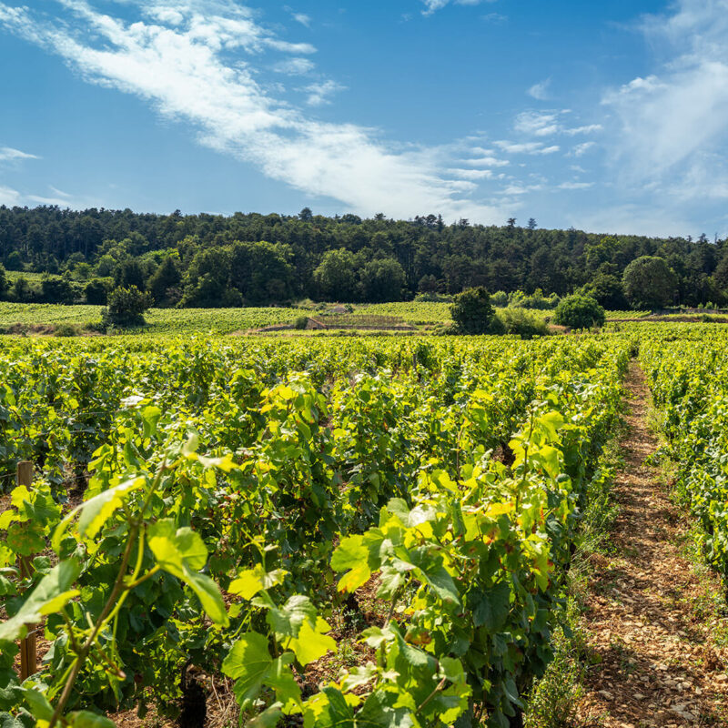 Gevrey-Chambertin in Summertime
