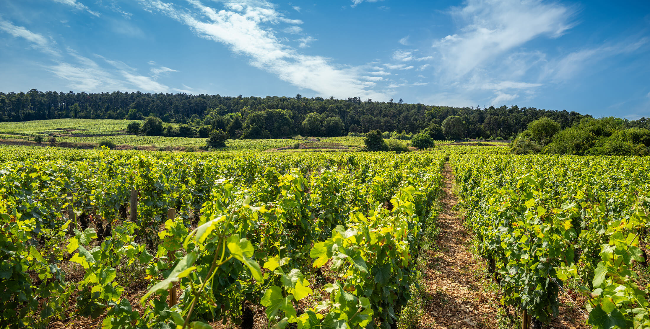 Gevrey-Chambertin in Summertime