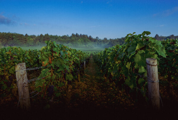 Pinot Noir vineyards on the slope in Marsannay — Côte de Nuits, Burgundy