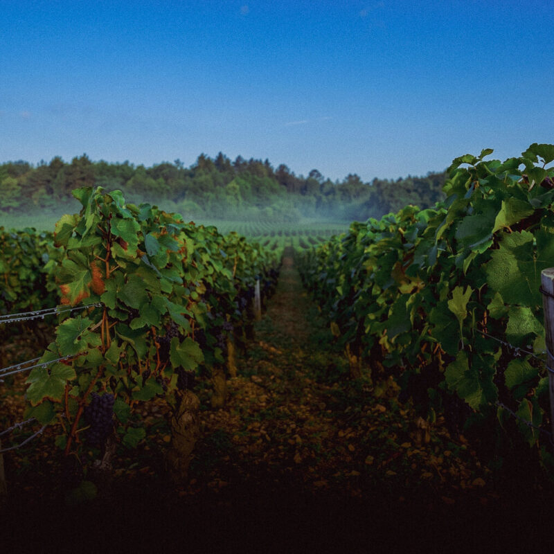 Pinot Noir vineyards on the slope in Marsannay — Côte de Nuits, Burgundy