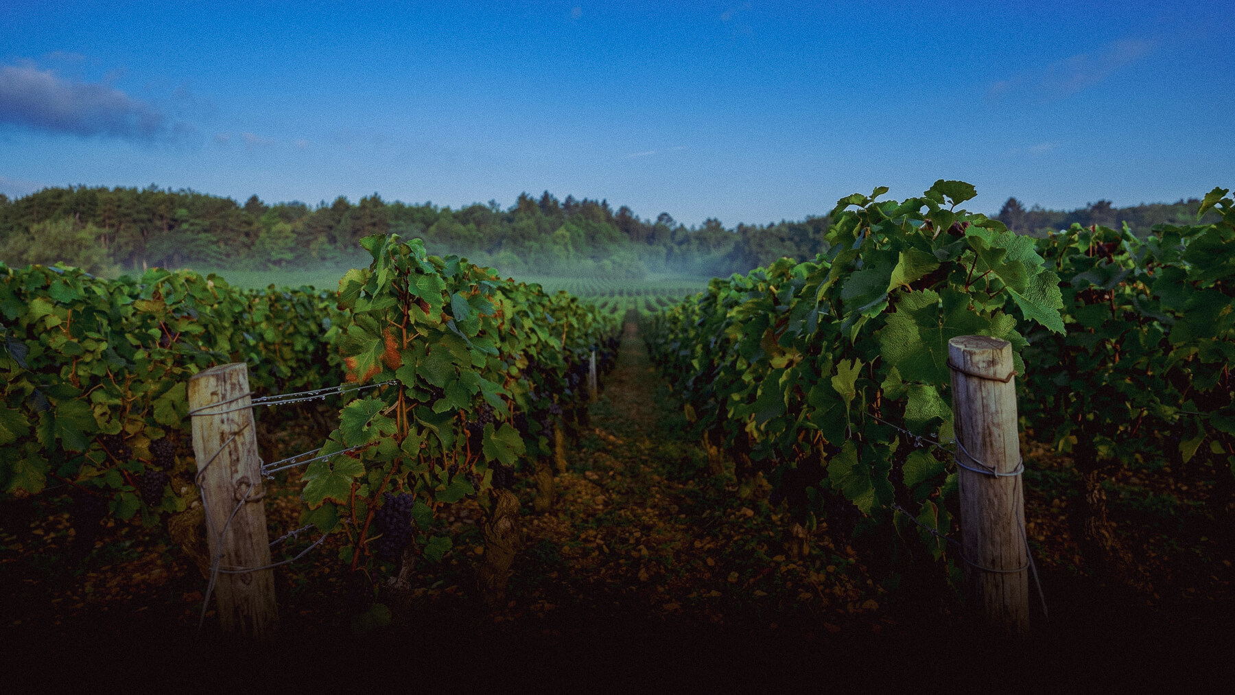 Pinot Noir vineyards on the slope in Marsannay — Côte de Nuits, Burgundy