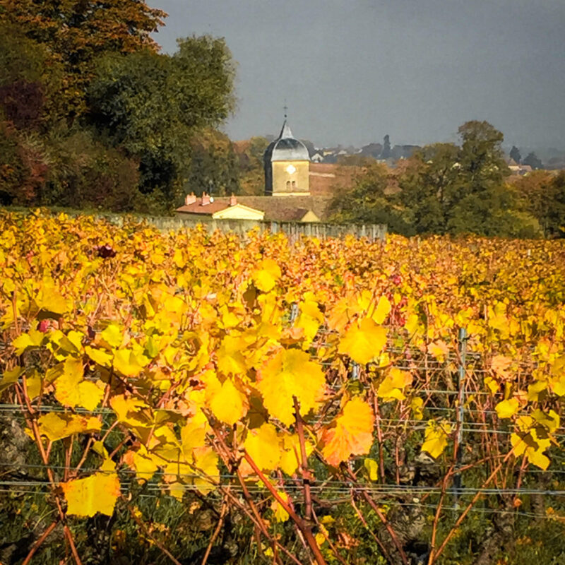 Chambolle-Musigny Vineyards looking toward the village