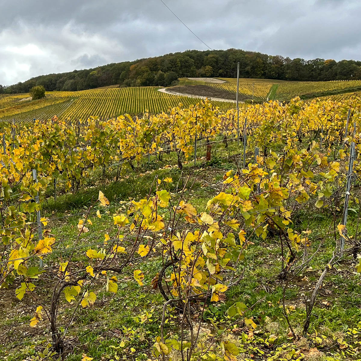 Vineyards in autumn — Coteaux Sud d'Épernay, Moussy, Champagne