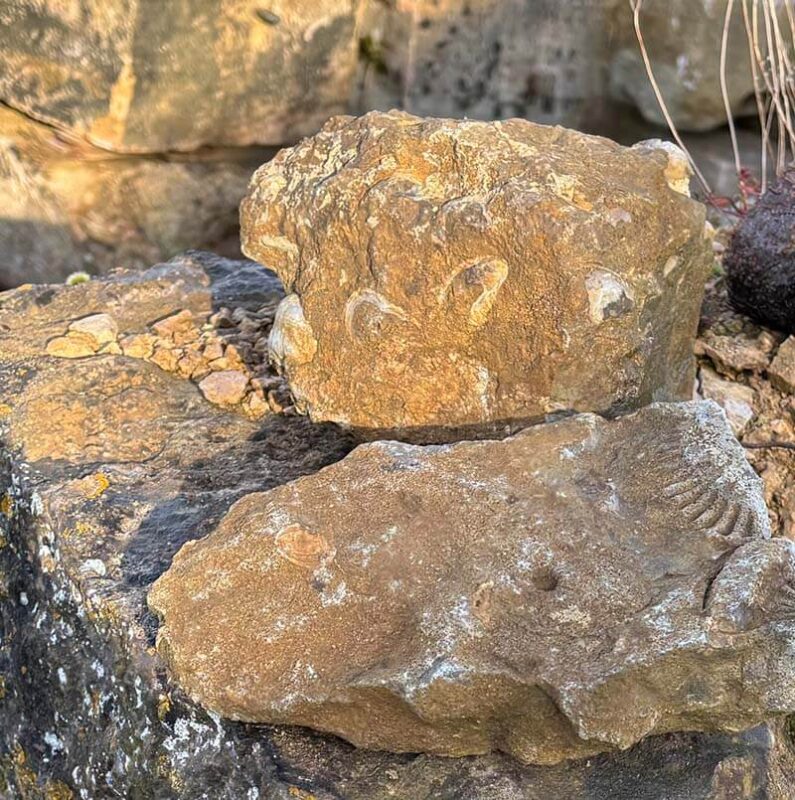 Limestone marl studded with fossils at the Le Grappin Winery